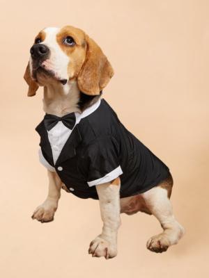 Vente d'articles de mode pour chiens