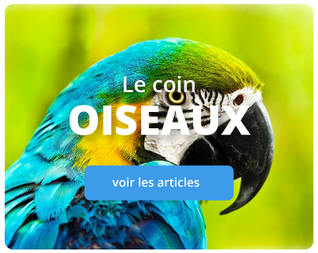oiseaux