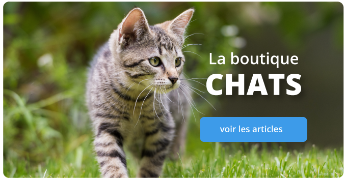 chats